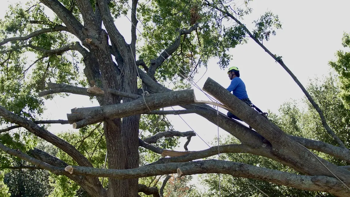 Professional Hazardous Tree Removal performed by certified arborists in Institute