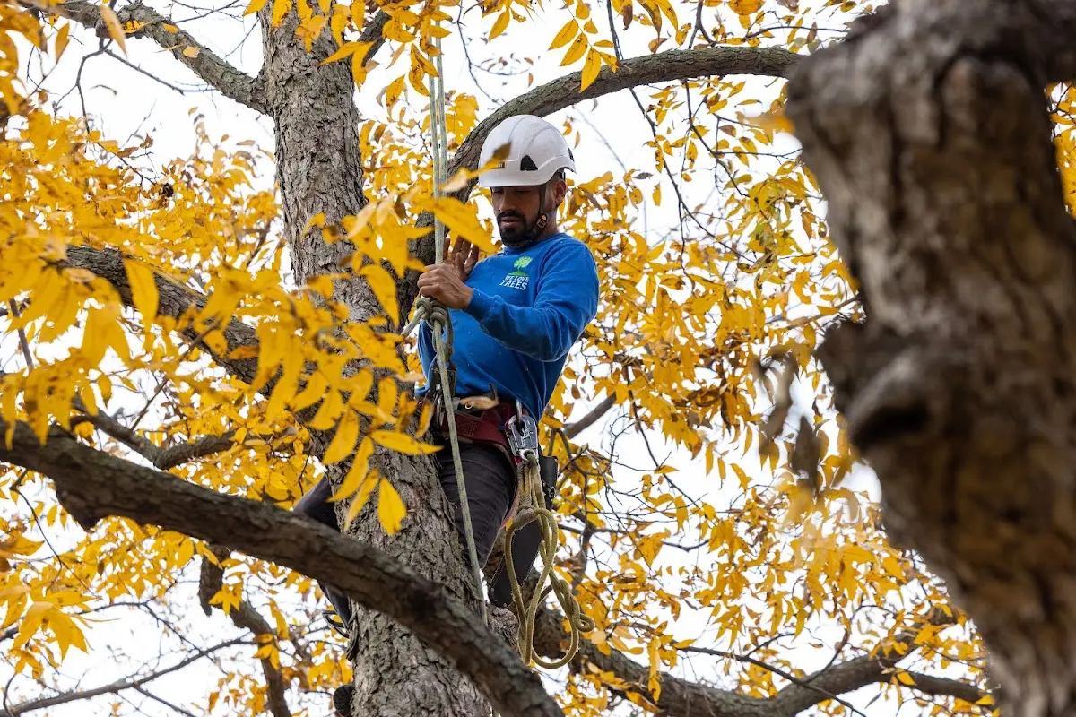 Skilled Tree Transplanting crew working in Institute