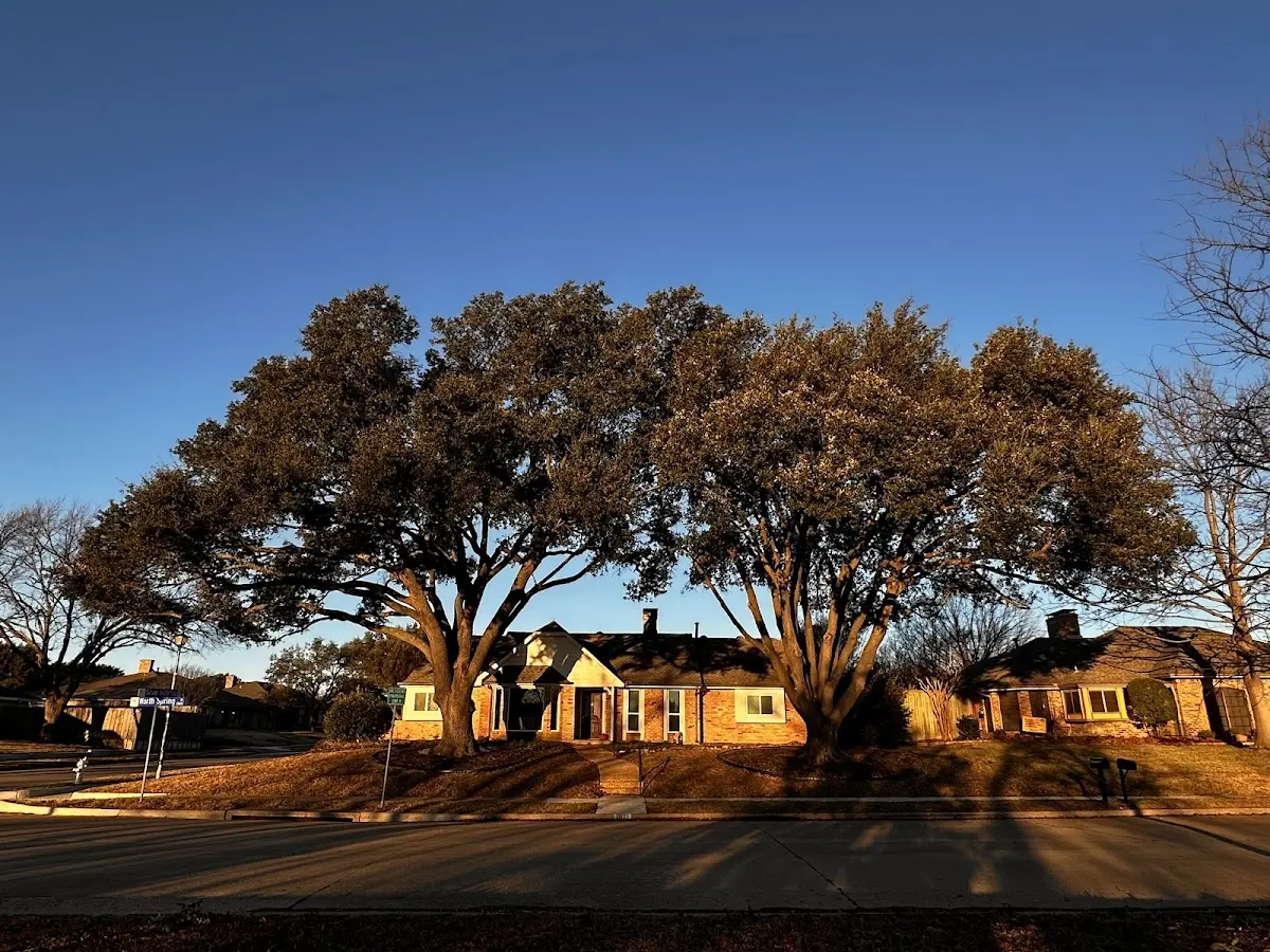 Established residential canopy tree shading a home in Institute